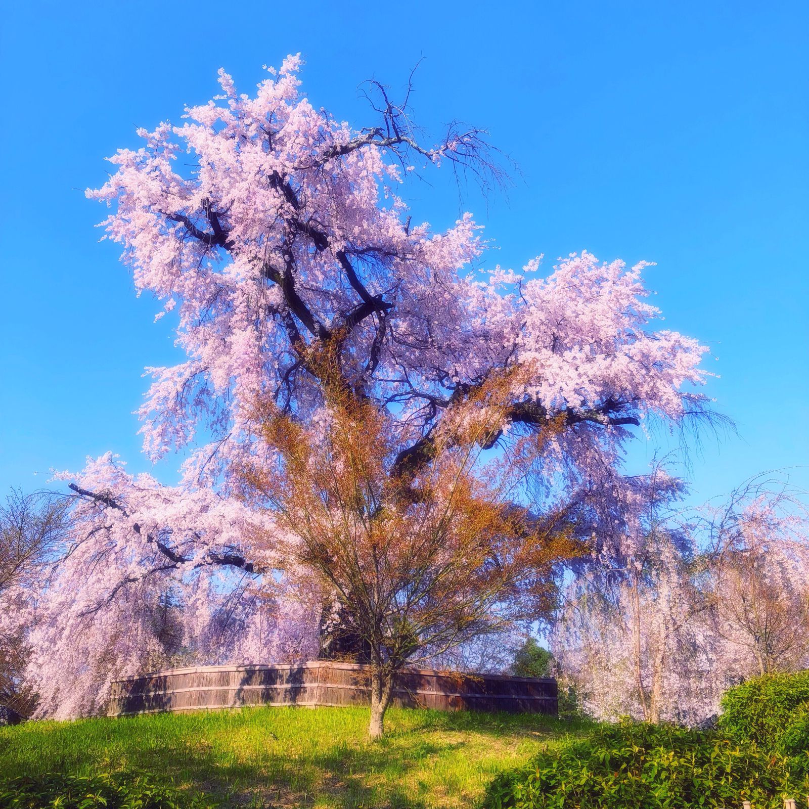 22年 関西お花見スポット完全版 府県別 関西の桜名所 総まとめ30選 Retrip リトリップ 22年 関西お花見スポット完全版 府県別 関西の桜名所 総まとめ30選 Retrip リトリップ