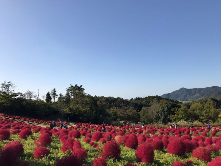 開催中 香川の秋 発見 国営讃岐まんのう公園 でコキアを楽しもう Retrip リトリップ