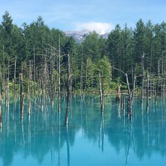 Macの壁紙にもなった 北海道 青い池 は誰もが息をのむ美しさ Retrip リトリップ