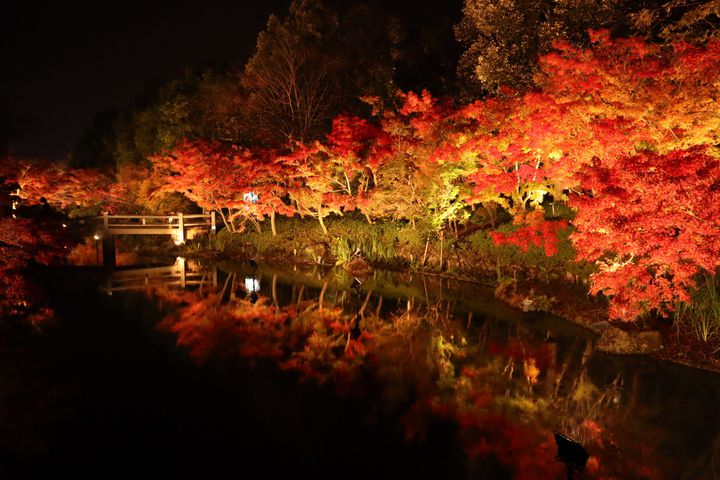 大切な人と行きたい！三重県の紅葉の名所「なばなの里」で幻想的な紅葉を楽しむ