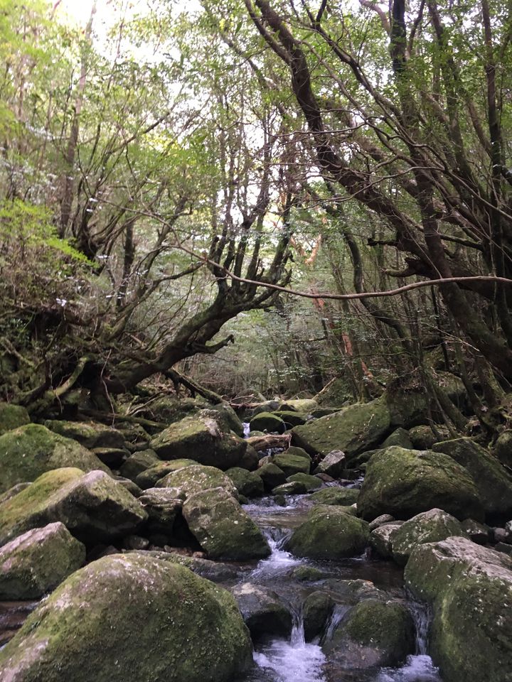 もののけ姫の世界がここに 美しき屋久島の絶景 白谷雲水峡 とは Retrip リトリップ