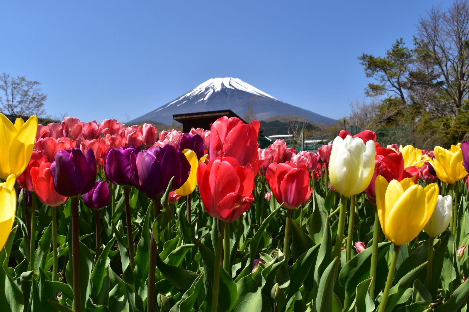 5枚目の画像 桜だけじゃない 東京都内から気軽に行ける 春におすすめな花畑 7選 Retrip リトリップ