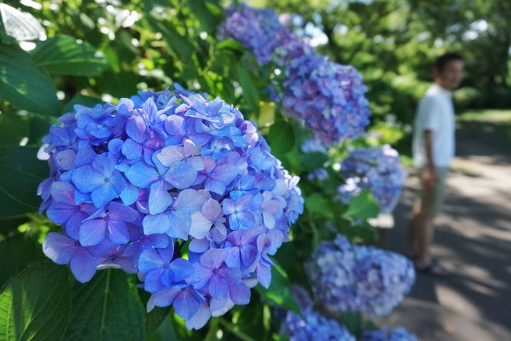 梅雨だからこそ美しい 一度は見るべき日本の絶景 あじさい名所 12選 Retrip リトリップ