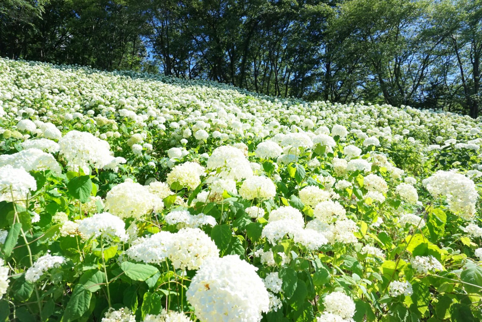 Wonderful Nature Village わんダフルネイチャーヴィレッジ Retrip リトリップ