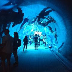 人生で一度は行きたい 世界の人気水族館top10 Retrip リトリップ