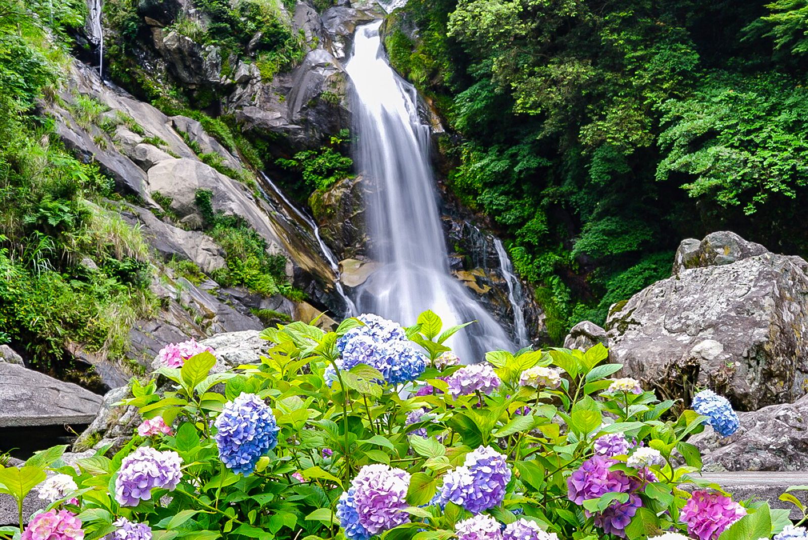 九州旅行ではずせない ユニークな紫陽花の絶景7選 Retrip リトリップ