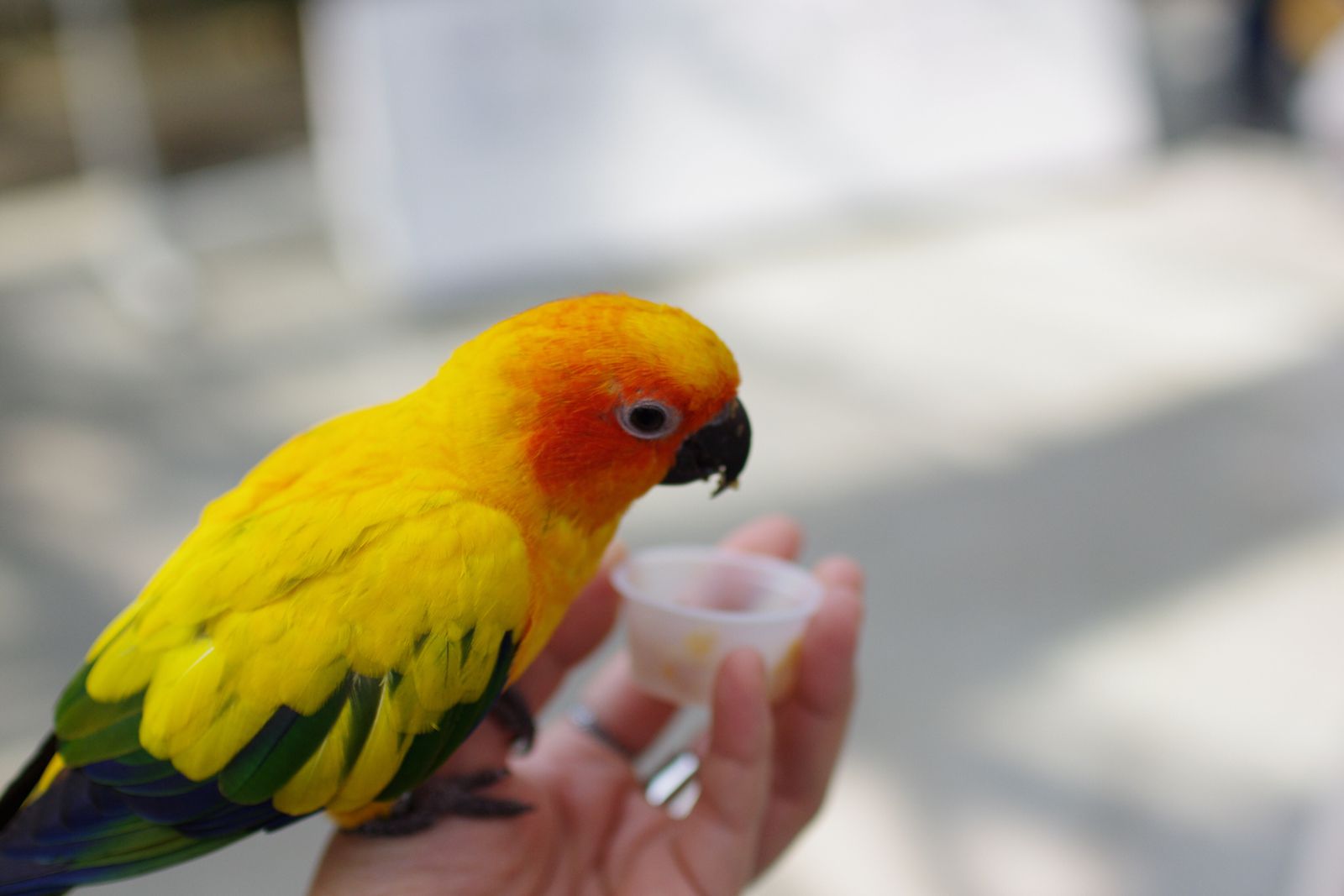 花と鳥のコラボレーション！静岡「掛川花鳥園」でしたい7つのこと | く