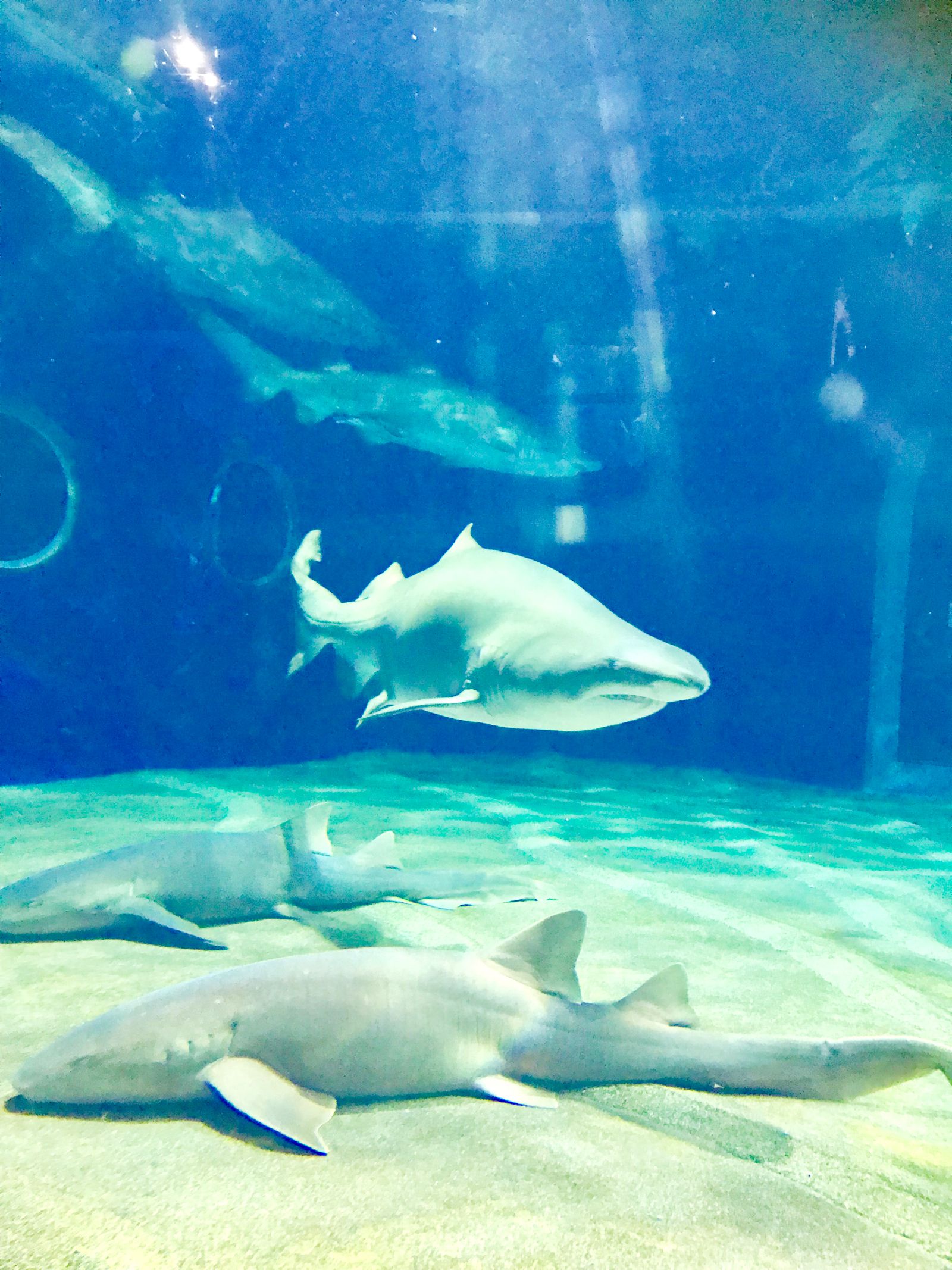 22最新 穴場 隠れ家はここ 関東地方の人気水族館ランキングtop30 Retrip リトリップ