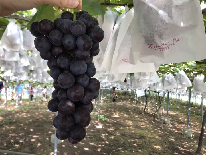 広島はフルーツが豊富 オススメの果物狩りスポット5選 Retrip リトリップ