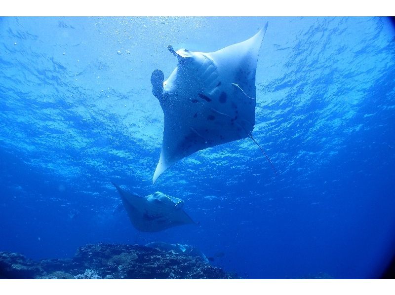 シージャック石垣島(SeaJack divefamily)