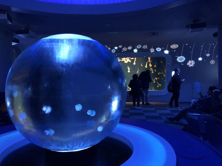 クラゲに癒されたい 幻想的なクラゲの水槽が見られる水族館7選 Retrip リトリップ