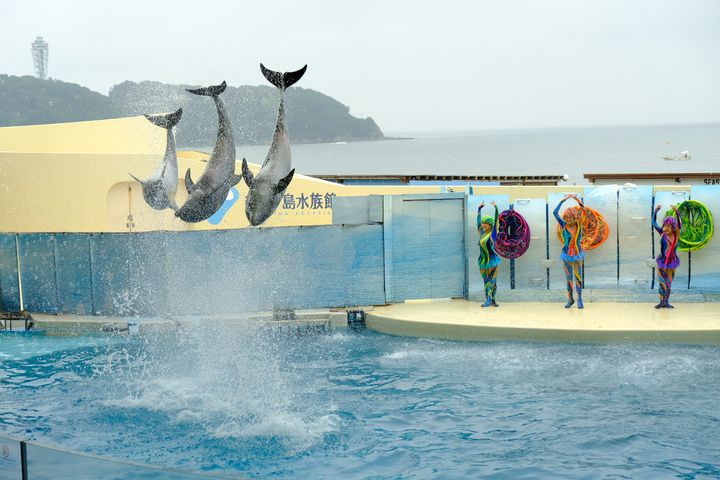 イルカもペンギンもいる 東京周辺 関東の水族館7選 Retrip リトリップ