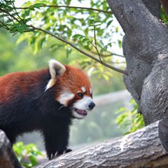 最新 近畿 関西地方の人気動物園ランキングtop30 Retrip リトリップ