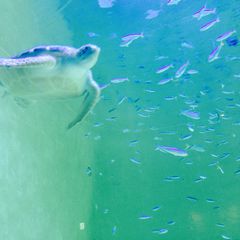 青い世界が魅力的 関西で人気の水族館ランキングtop15 Retrip リトリップ