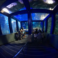 青い世界が魅力的 関西で人気の水族館ランキングtop15 Retrip リトリップ
