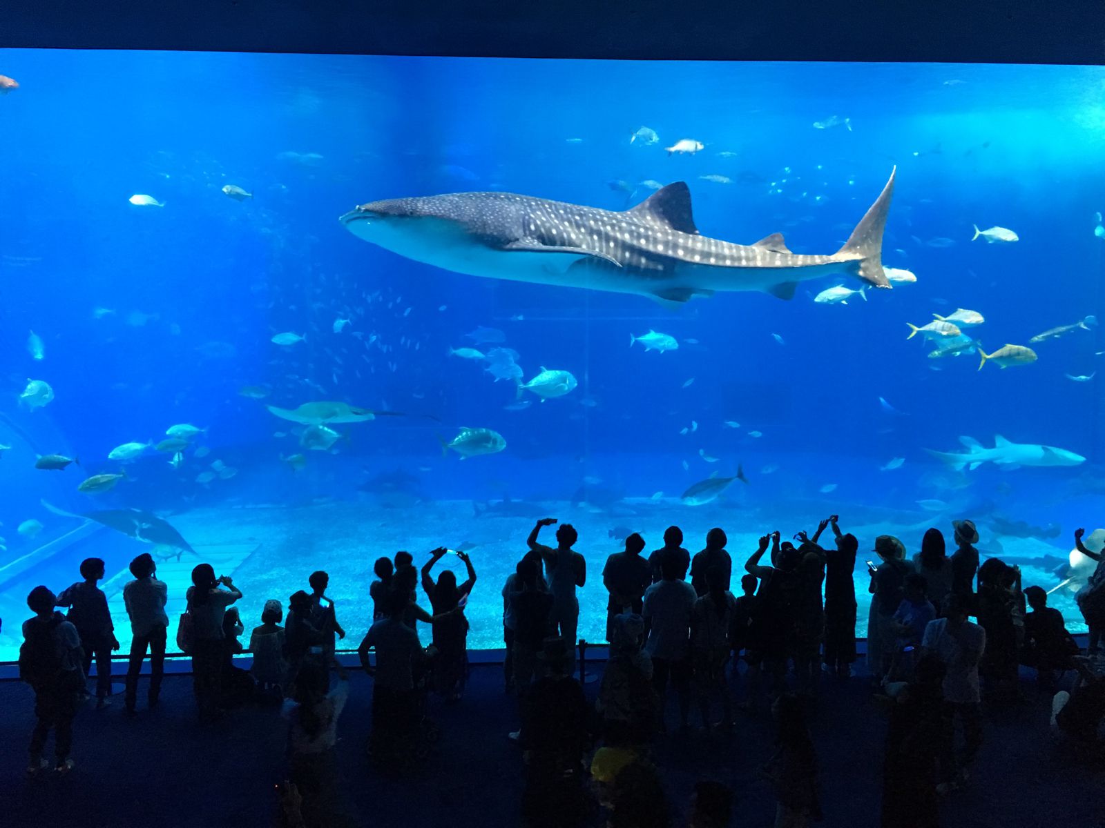 メイン画像 沖縄美ら海水族館 を満喫する5つの方法 定番スポットを徹底解説 Retrip リトリップ