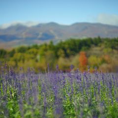 那須のイチオシ 花の名所で癒される5選 Retrip リトリップ