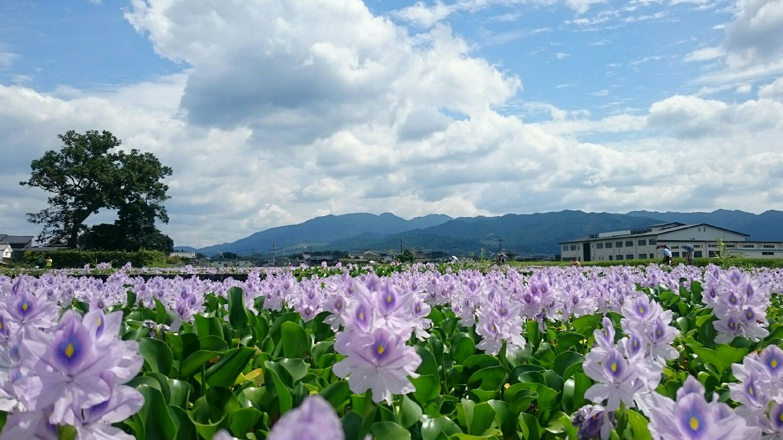 週末旅行はここで決まり 9月に見ることができる日本国内の絶景12選 Retrip リトリップ