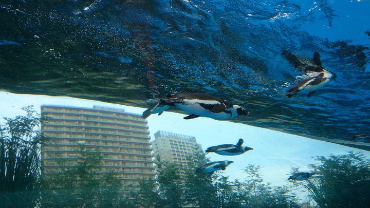 子供から大人まで楽める！「サンシャイン水族館」の楽しみ方5つ