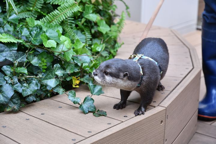 可愛すぎる❤️カワウソ4匹セット❤️苔リウムなどに 可愛すぎる❤️カワウソ4匹セット❤️苔リウムなどに 可愛すぎる