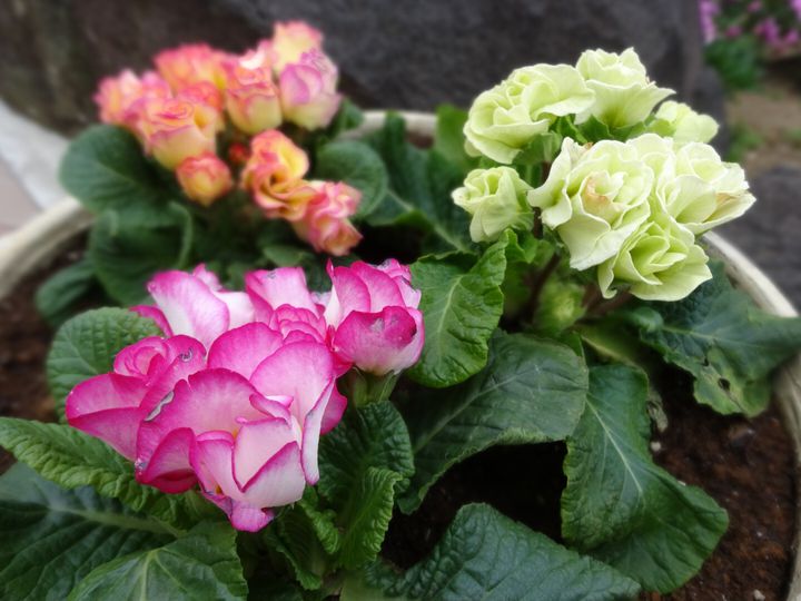 この冬はお花と温泉の旅 静岡 伊豆周辺で1 2月におすすめなお花スポット7選 Retrip リトリップ