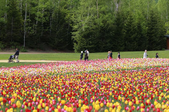 終了 チューリップが織りなす絶景が見たい 北海道にて チューリップ すずらんフェスタ 開催 Retrip リトリップ