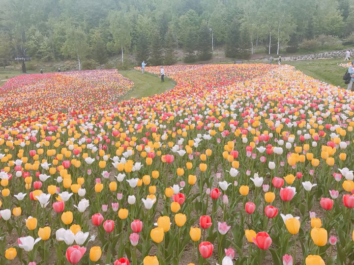 終了 チューリップが織りなす絶景が見たい 北海道にて チューリップ すずらんフェスタ 開催 Retrip リトリップ