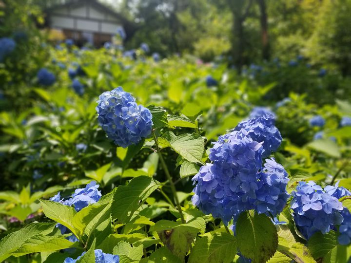 雨でもお出かけしたくなる 関西にある 梅雨の季節を彩る 紫陽花スポット9選 Retrip リトリップ