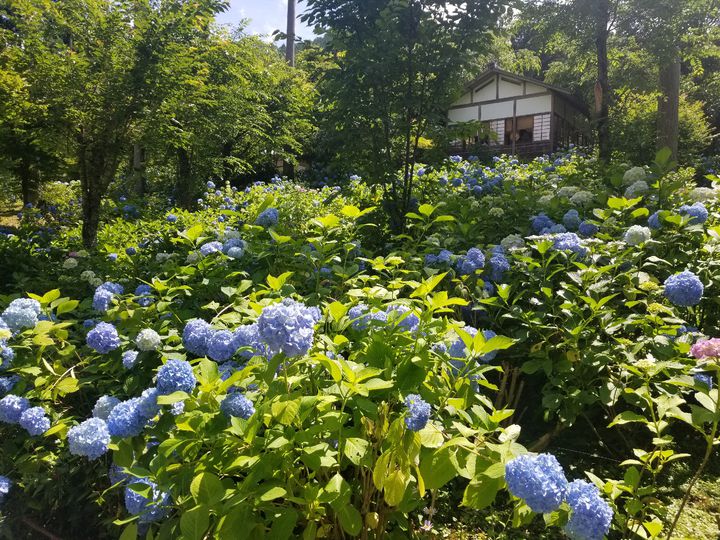 雨でもお出かけしたくなる 関西にある 梅雨の季節を彩る 紫陽花スポット9選 Retrip リトリップ