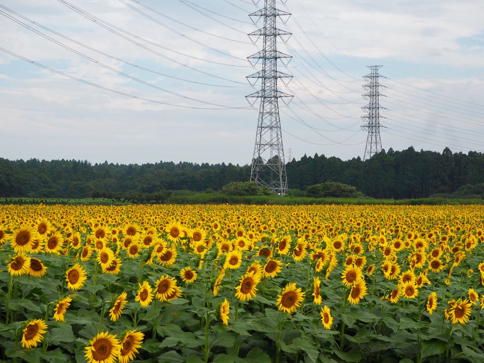 写真フォルダを黄色一色に染めちゃって 8月でも見られる関東近郊のひまわり畑12選 Retrip リトリップ