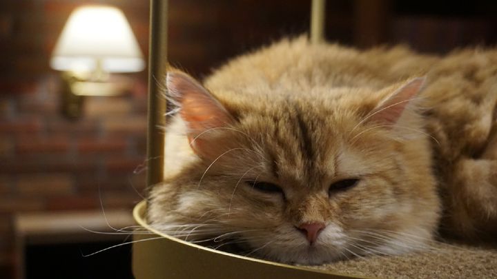 癒しが欲しい そんなあなたにオススメな名古屋の猫カフェ10選 Retrip リトリップ
