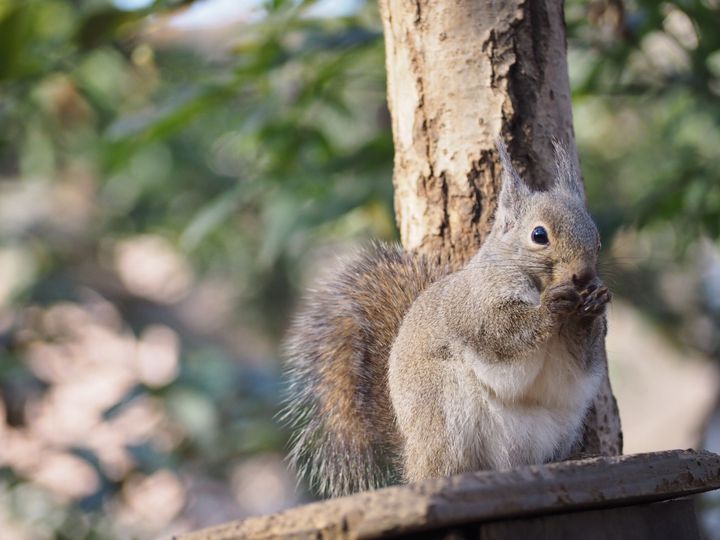 大人になっても行きたい おでかけにピッタリな日本全国の 動物園 7選 Retrip リトリップ