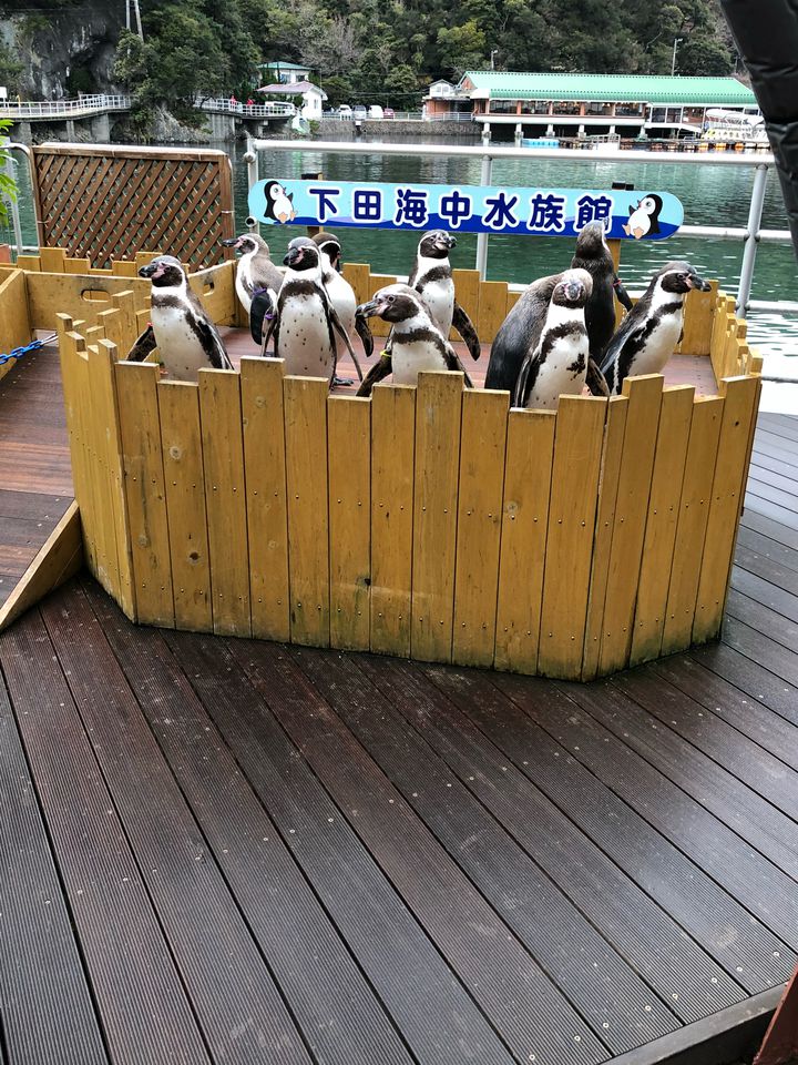 海の生き物と思い出つくろ 下田海中水族館 でしたい5つのこと Retrip リトリップ