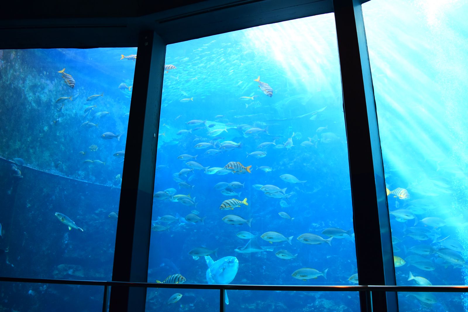 海の生き物と思い出つくろ 下田海中水族館 でしたい5つのこと Retrip リトリップ