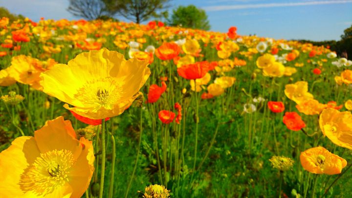初夏のおでかけに 関西地方の 5月 7月が見頃 な花畑スポットまとめ Retrip リトリップ
