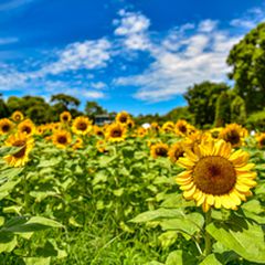 初夏のおでかけに 関西地方の 5月 7月が見頃 な花畑スポットまとめ Retrip リトリップ