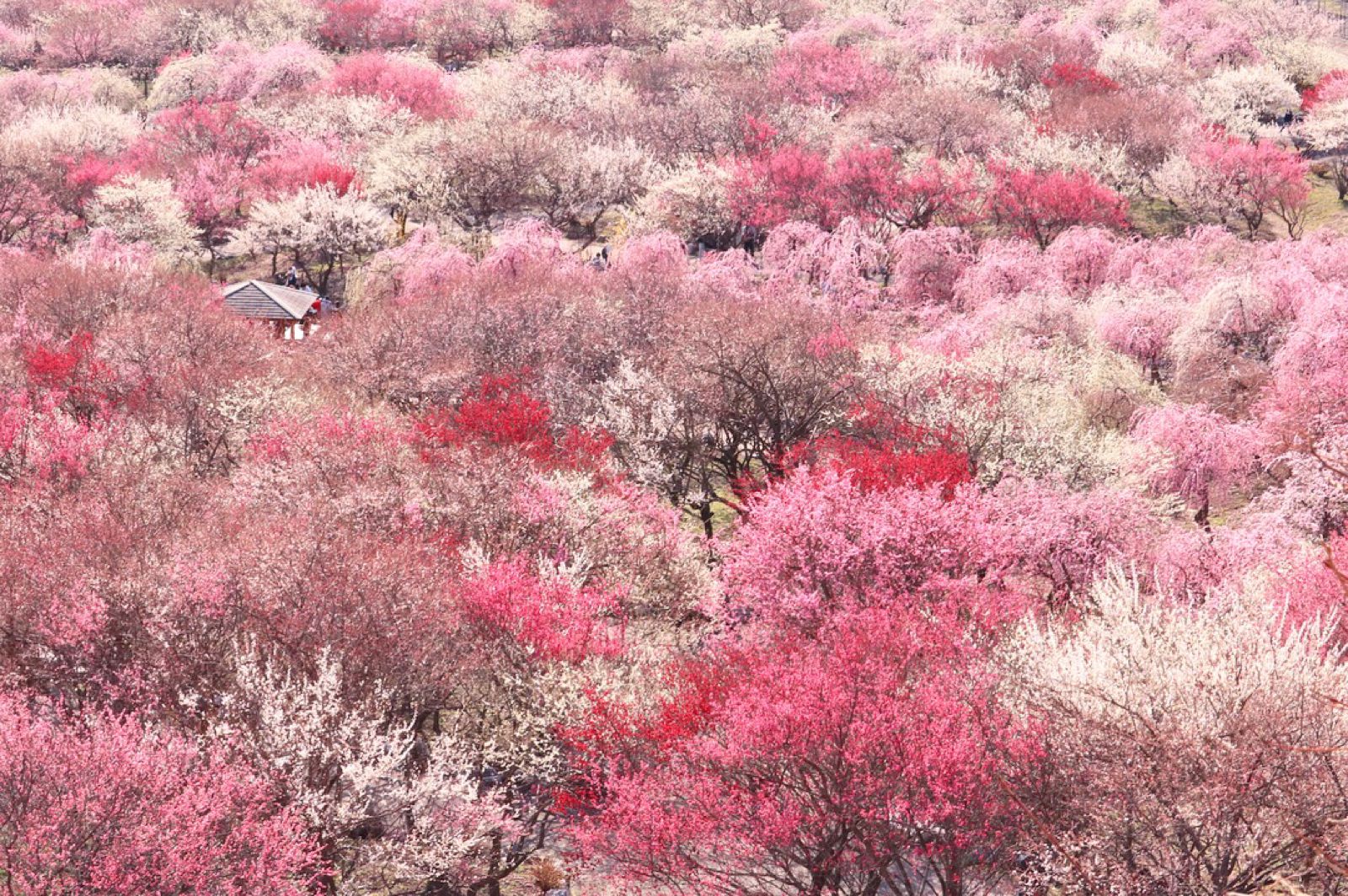 メイン画像 春はすぐそこ 冬から春へと移り変わる 3月 に楽しめる絶景7選 Retrip リトリップ