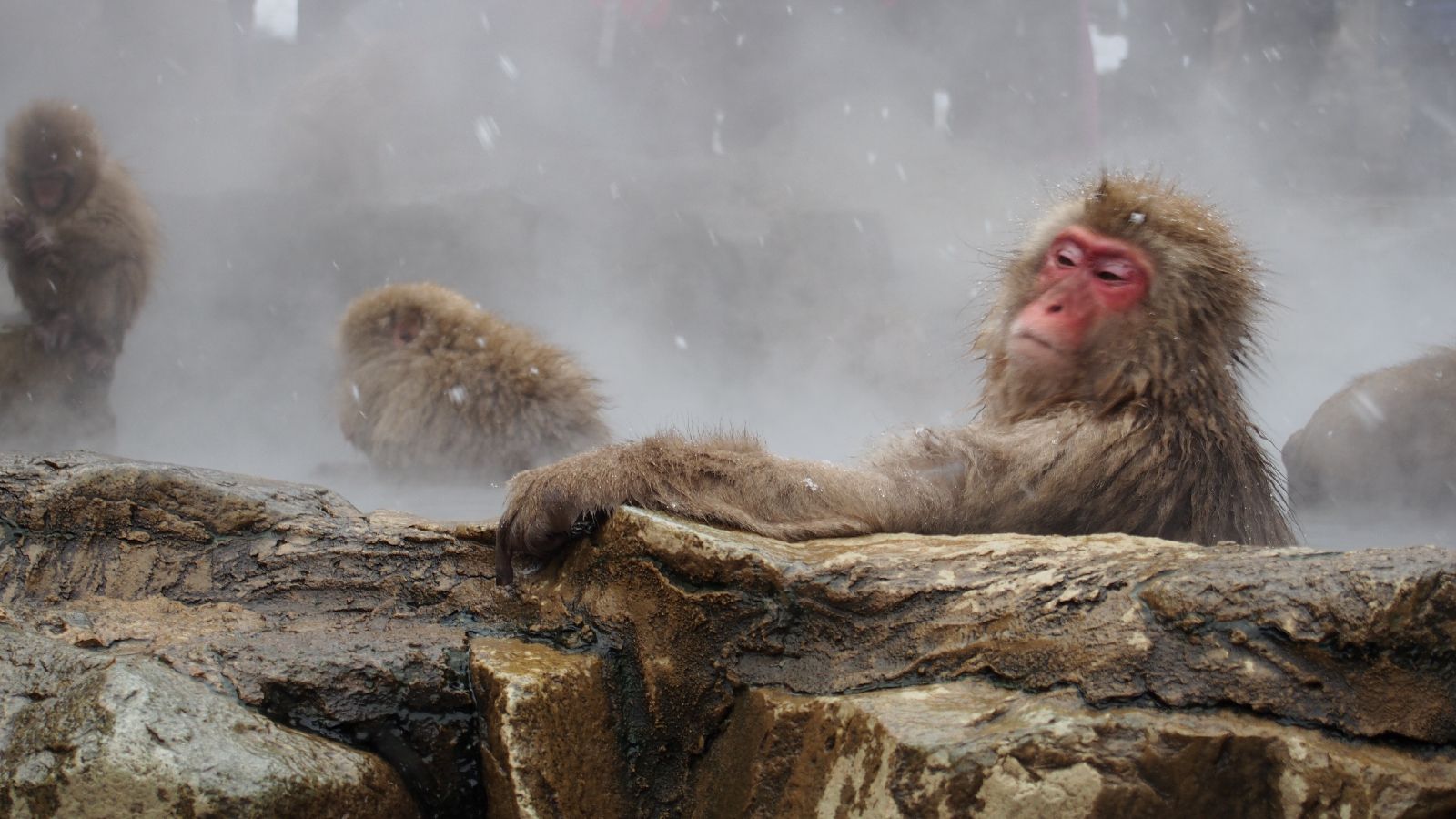 温泉に入る猿はここだけ 地獄谷野猿公苑 の魅力を5つご紹介 Retrip リトリップ