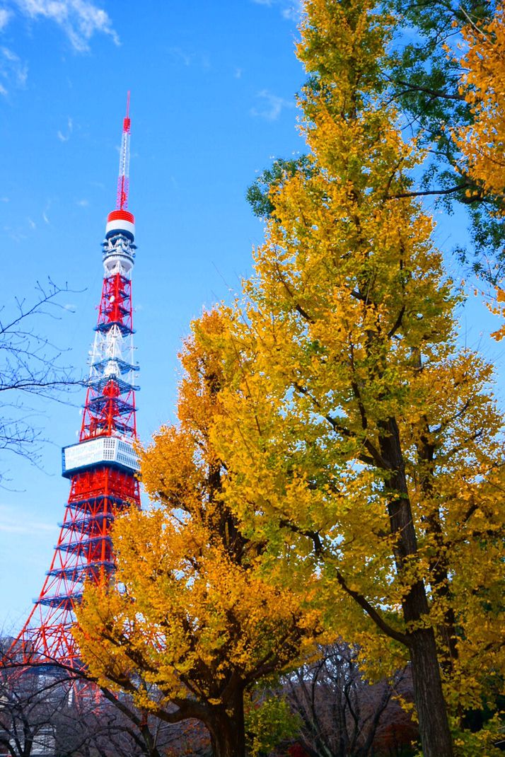 無料で絶景が見たい！東京都内で12月までが見頃のおすすめ紅葉スポット”10選