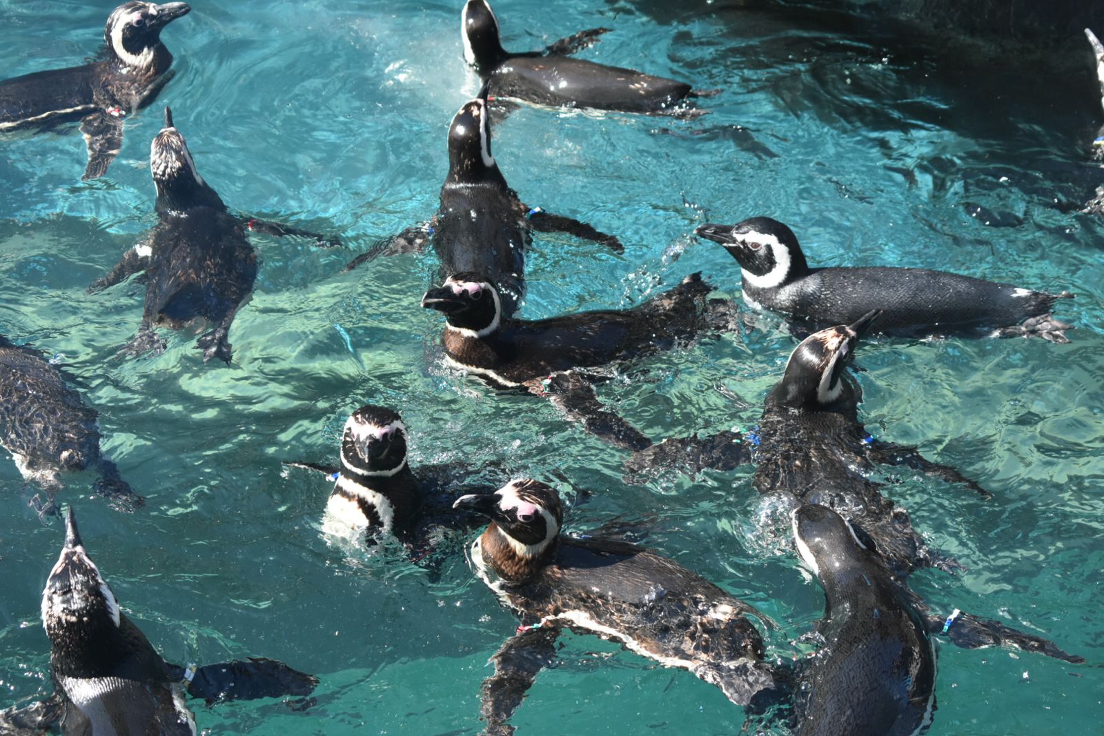 背景は日本海 上越市立水族博物館うみがたりでしたい5つのこと Retrip リトリップ