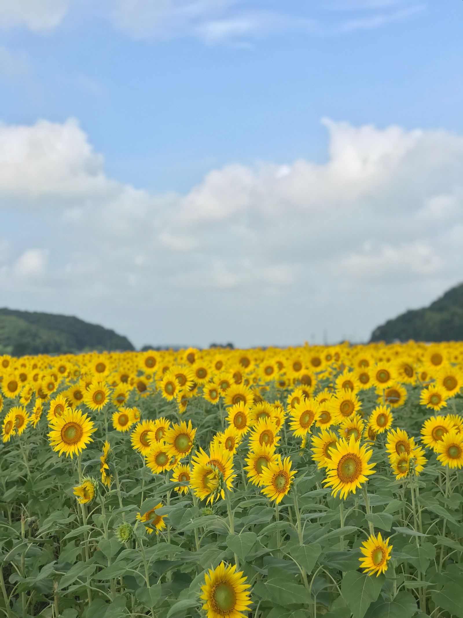益子 町 ひまわり 畑