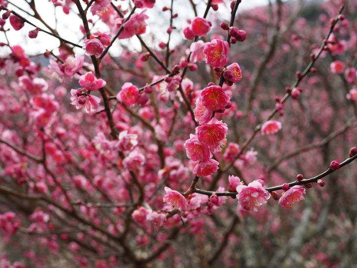 花散歩