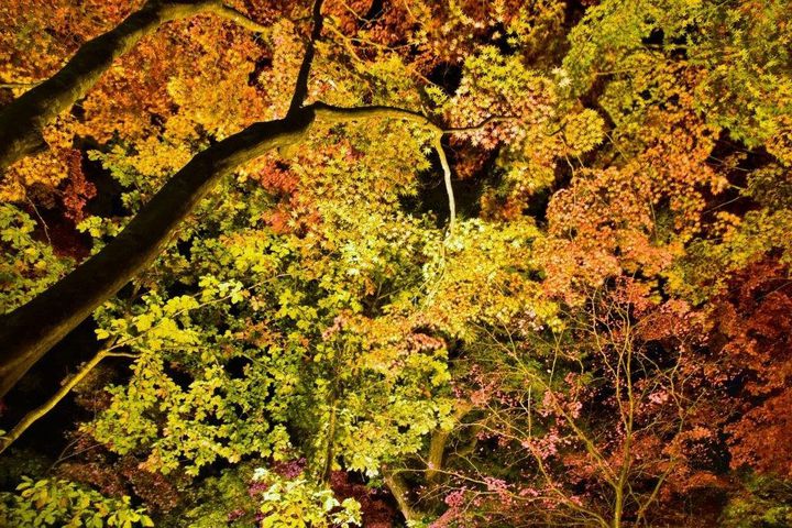 夜に映える“秋の絶景”。北海道・見晴公園で「紅葉ライトアップ」開催