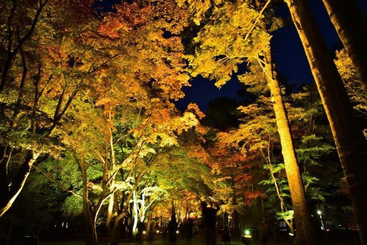 夜に映える 秋の絶景 北海道 見晴公園で 紅葉ライトアップ 開催 Retrip リトリップ