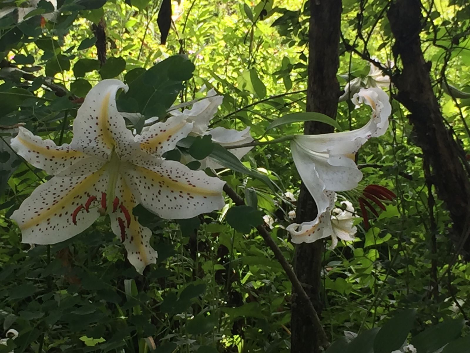 軽井沢町植物園 Retrip リトリップ