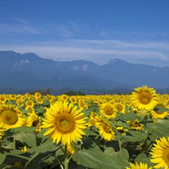 ニュース画像