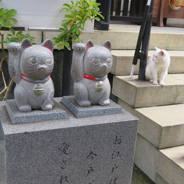 今戸 神社 猫 待ち受け