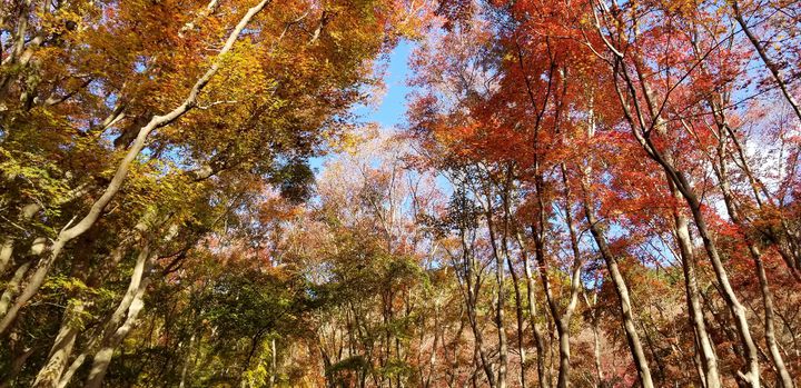 藤の花だけじゃない 実は 河内藤園 は秋も魅力抜群の観光スポットだった Retrip リトリップ
