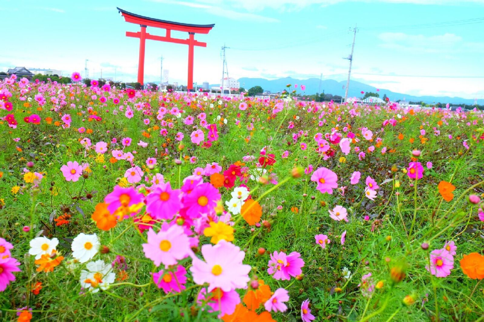 インスタ映えの秋 東京都内近郊で9月におすすめのお花畑12選 Retrip リトリップ