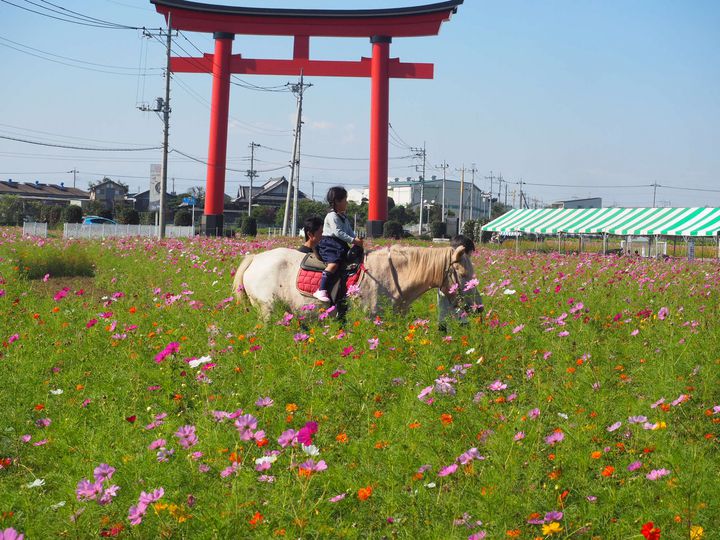 朱色が織り成す絶景に目を奪われる ずらっと並んだ鳥居が美しい全国の稲荷神社7選 Retrip リトリップ